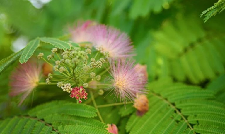 Is Mimosa Hostilis Root Bark Legal?