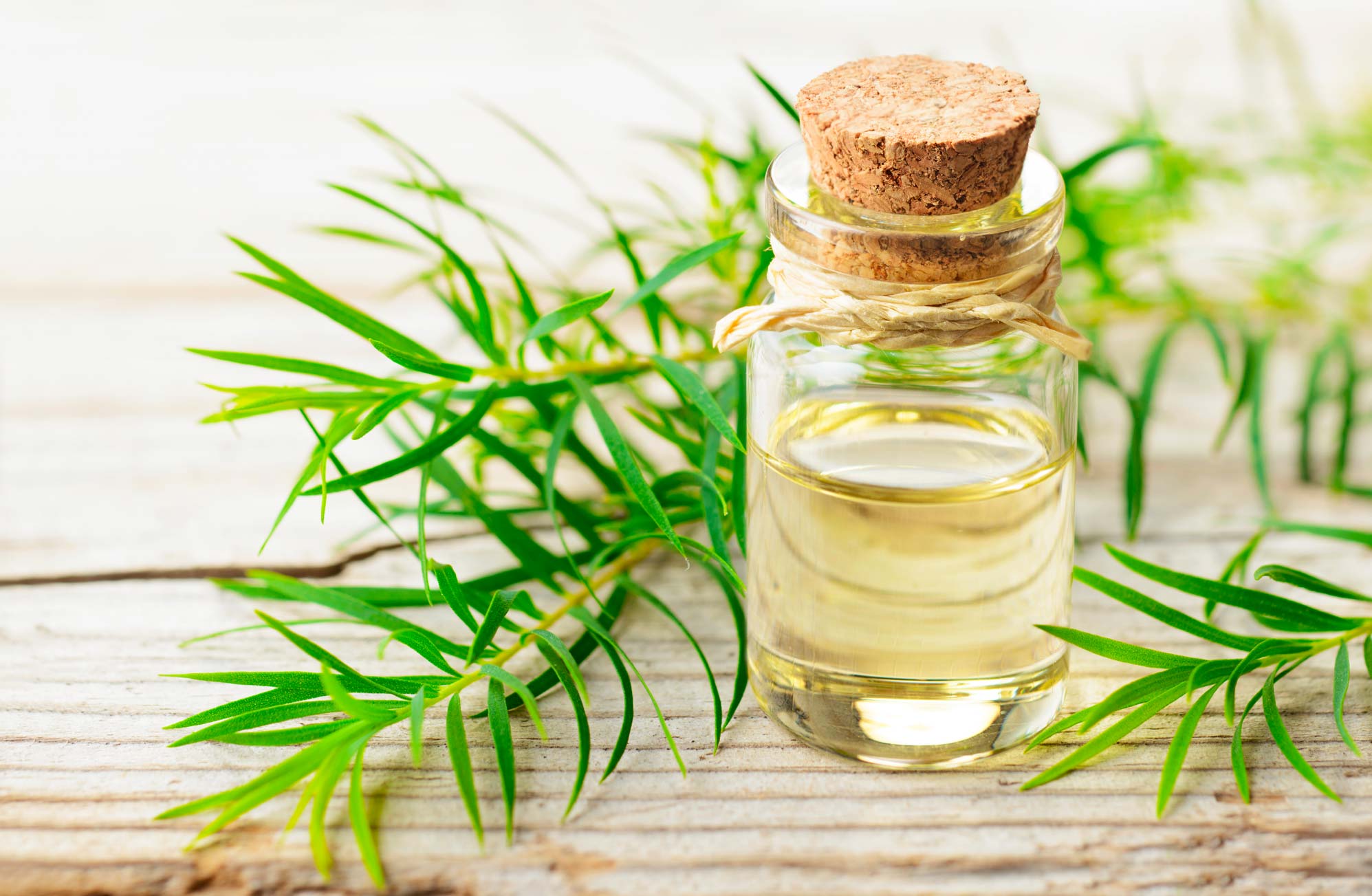 Grease-Free Tresses: Top 8 Natural Remedies for Oily Hair 3 tea tree oil for greasy hair