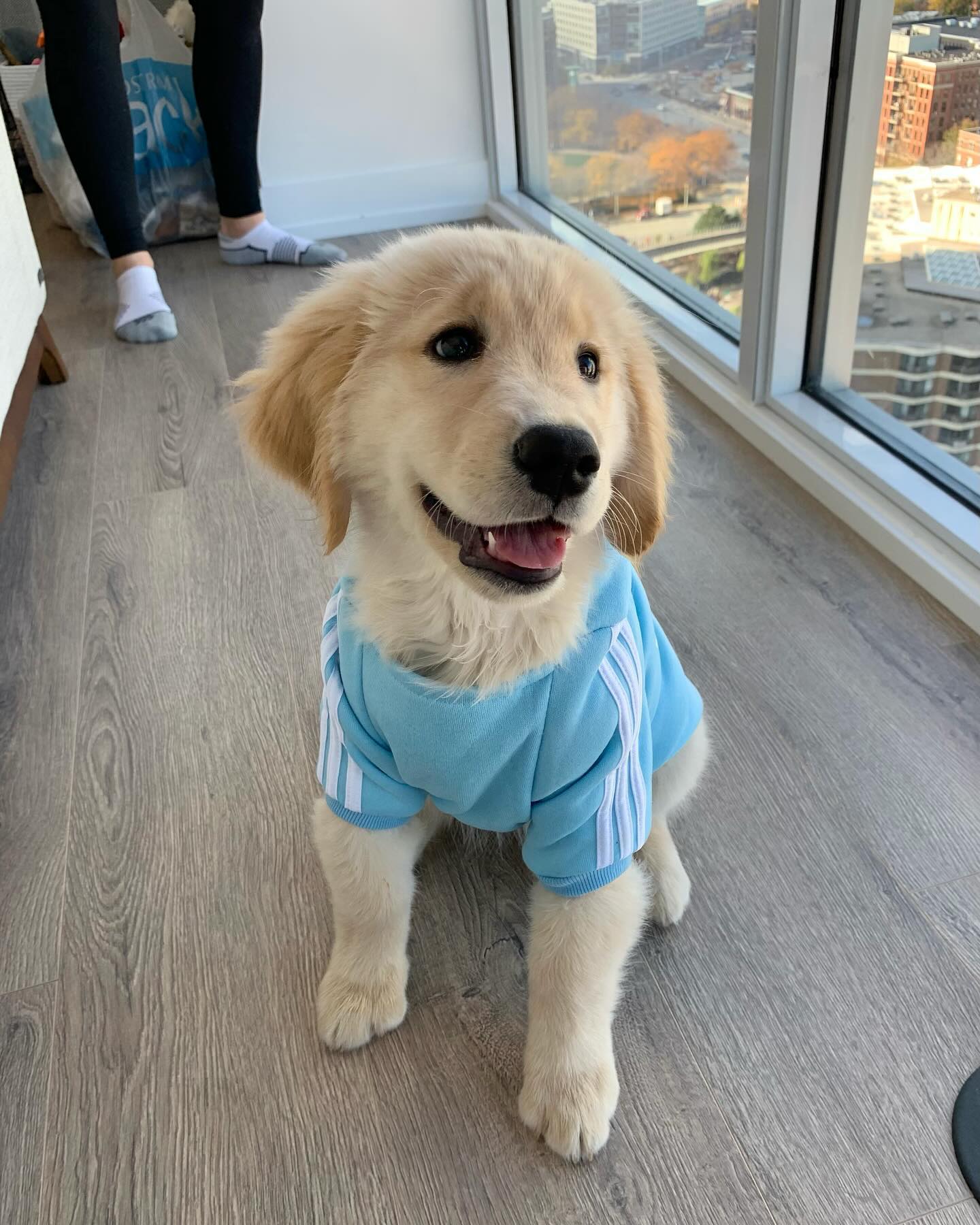Top Christmas Gift Ideas for Your Son: From Wish-list to Reality 9 golden retriever puppy
